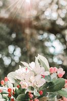 White, red and pink blossoms under the sunlight