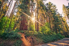 Shine On - Sequoia National Park by Joseph S Giacalone Photography