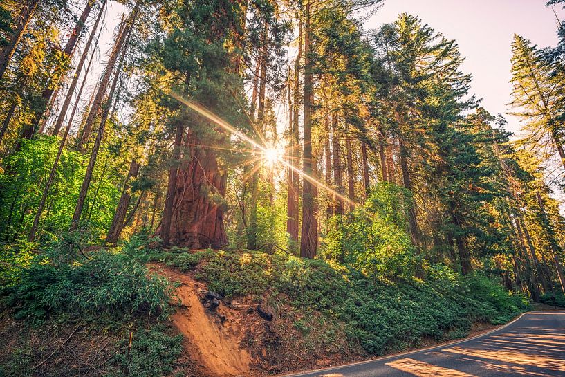Leuchten Sie auf - Sequoia National Park von Joseph S Giacalone Photography