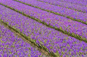 Hyacinth Field Purple by Zwoele Plaatjes