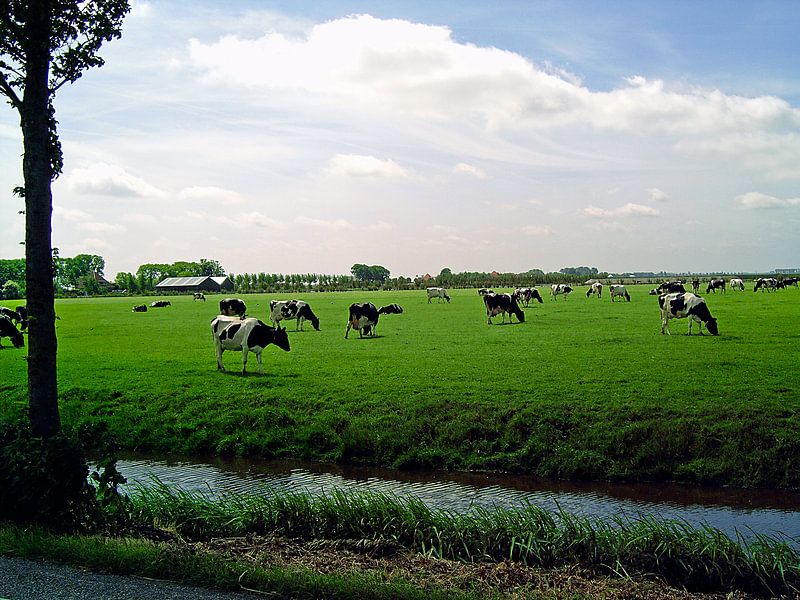 Kühe auf der Weide von Frank Kleijn