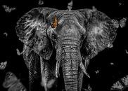 Eléphant d'Afrique par Daliyah BenHaim Aperçu
