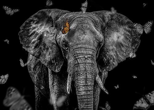 African Elephant