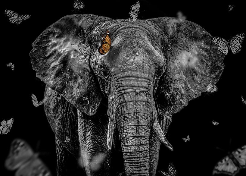 Eléphant d'Afrique par Daliyah BenHaim