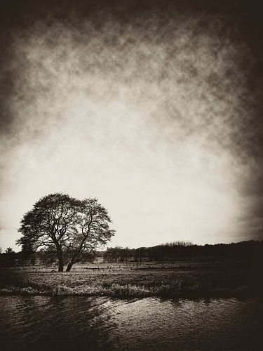 Lonely Tree