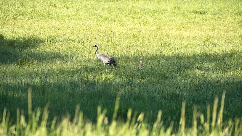 Kraanvogelfamilie op een weiland van Martin Köbsch