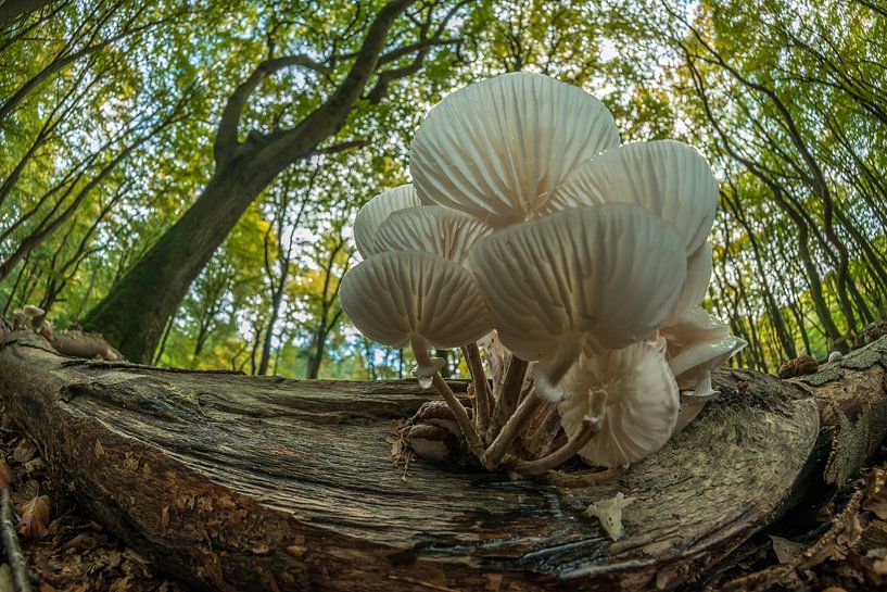 Champignon de porcelaine dans le Speulderbos par Gerry van Roosmalen