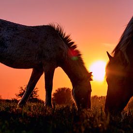 Sillhouet van twee Konikpaarden bij zonsondergang van Ellen Thomassen