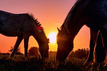 Sillhouet van twee Konikpaarden bij zonsondergang van Ellen Thomassen