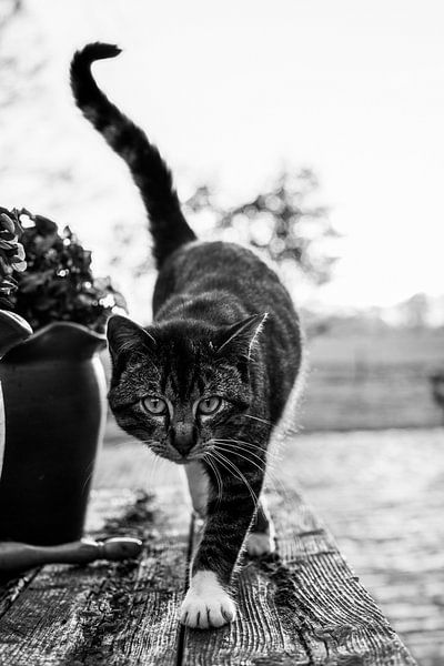 Chat tigré courant par Jitske Seckel