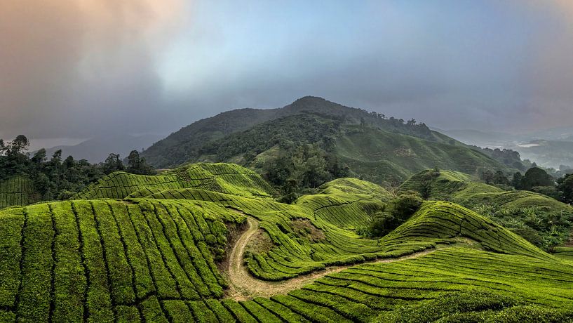 Plantations de thé des Cameron Highlands par Paysages urbains - Rick Van der Poorten Photography