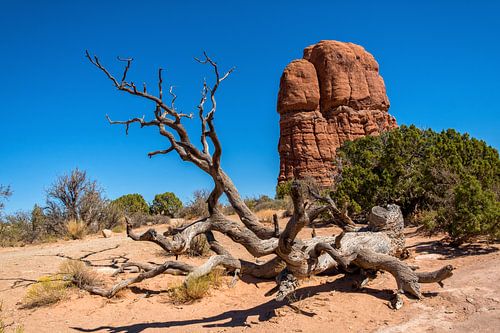 Arches National Park