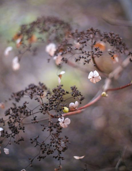 Climbing hydrangea by Josef Rast Fotografie