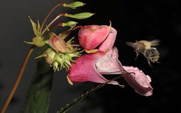 Hommel met springbalsemien van Wim Popken