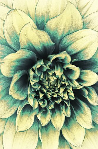 La Dahlia Blue