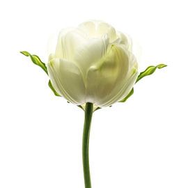 Tulipa2 von Henk Leijen