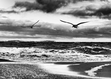 Fliegende Vögel am Ostseestrand in schwarz-weiß