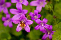 Abeille travaillant dur par FotoGraaG Hanneke Aperçu