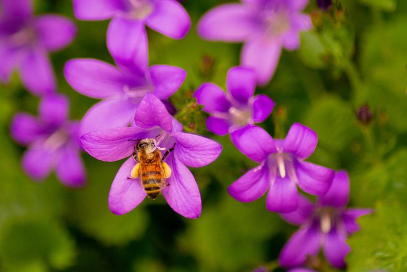 Hart arbeitende Biene von FotoGraaG Hanneke