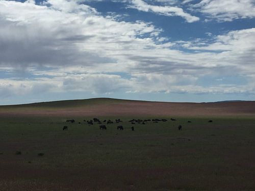 Grazing bisons 