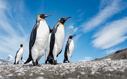 Majestic Kings