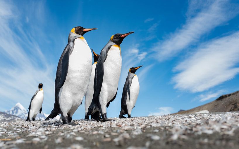 Majestic Kings by Koen Hoekemeijer