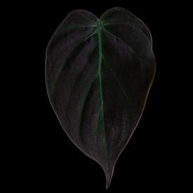 Philodendron Micans van Anita Visschers