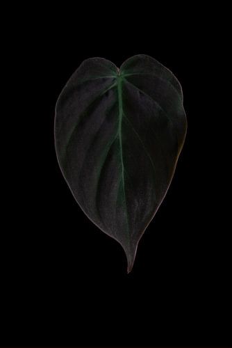 Philodendron Micans