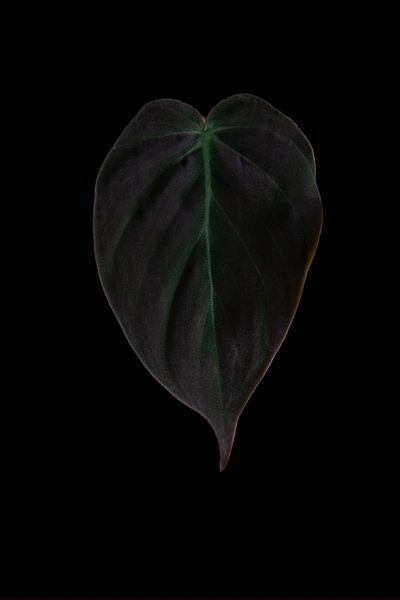 Philodendron Micans van Anita Visschers