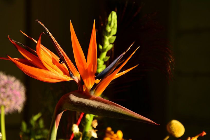 Bird of Paradise by Michael van Eijk
