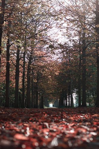 Wandelaars in de herfst