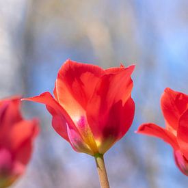 Vrolijke Tulpen van Jefra Creations