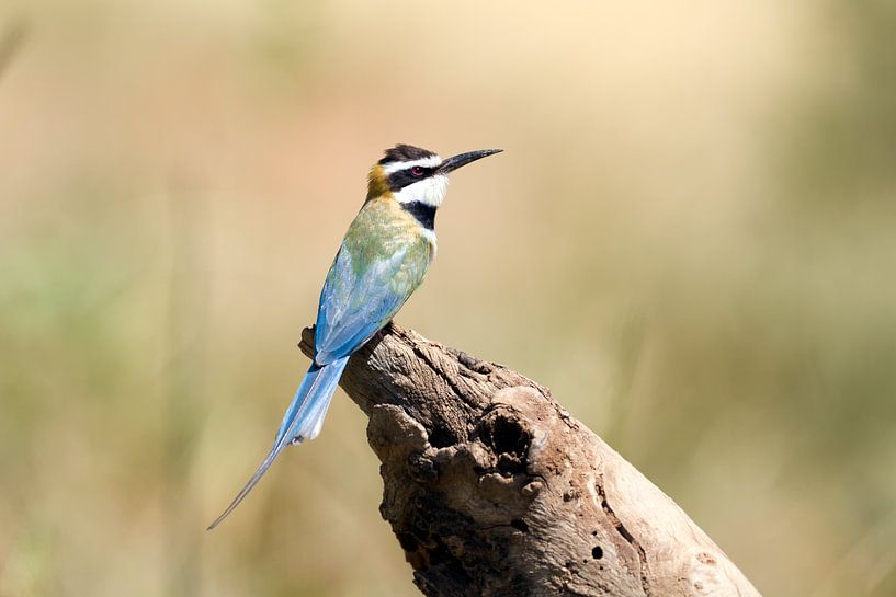 White-throated Bee Eater by Angelika Stern