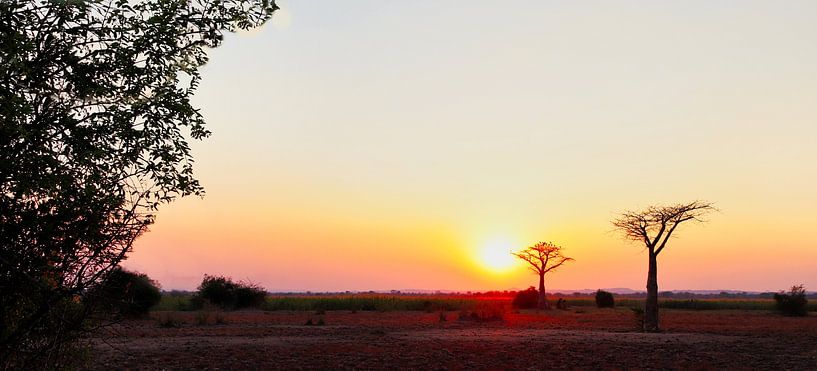 Untergehende Sonne im Liwonde-Nationalpark von Natuurpracht   Kees Doornenbal
