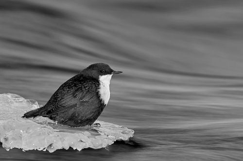 Overwinterende Waterspreeuw in Finland op een stuk ijs in zwart-wit