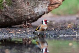 Putter bij het water van Merijn Loch