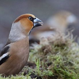 Appelvink by Wouter Midavaine