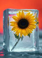 IJsblokjes met bevroren zonnebloem