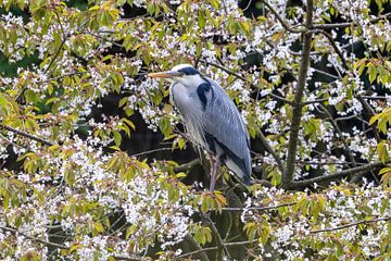 Blauwe reiger in boom van Teresa Bauer