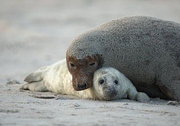 Moeder en baby Grijze Zeehond van Rob Kempers