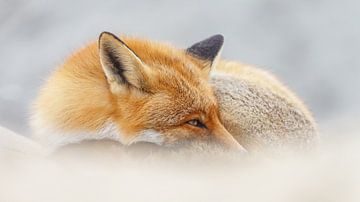 Portrait of a Red Fox.
