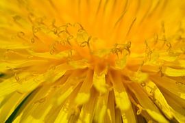 A macro of a dandelion