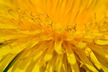 A macro of a dandelion