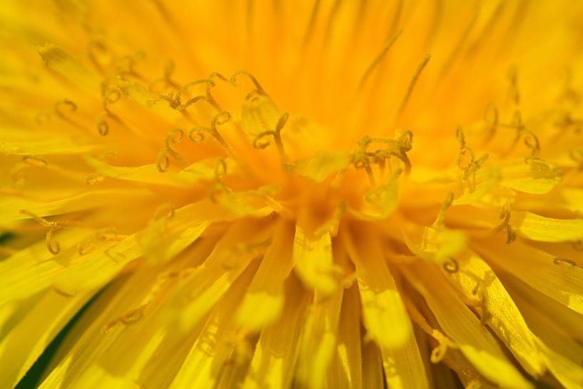 A macro of a dandelion by Gerard de Zwaan
