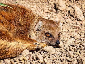 Resting Fox mongoose