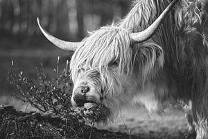 Blonde hooglander in zwart/wit