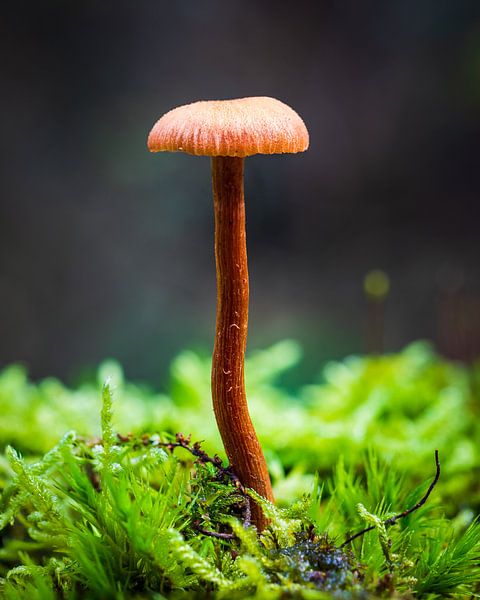 Champignons par Goos den Biesen