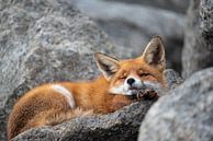 Lazy Fox van Rick Ermstrang thumbnail