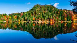 Herfstmeer met bos