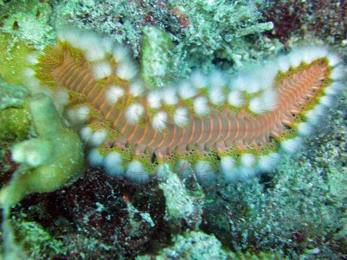 Vuurworm in al zijn schoonheid.